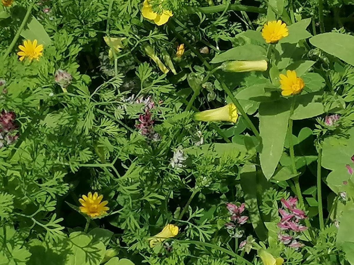 بيت الطبيعة Nature House Jarash Eksteriør bilde