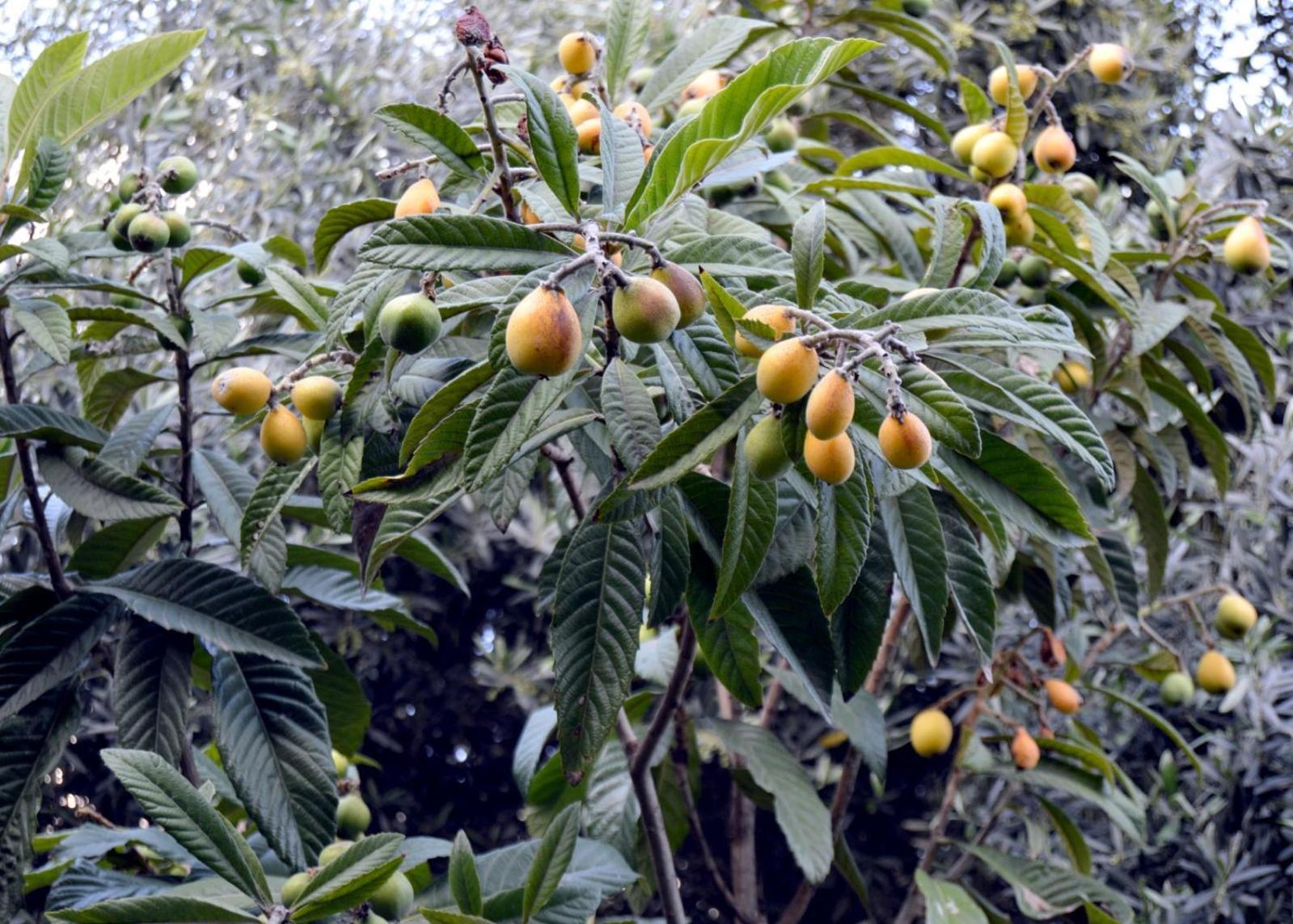 بيت الطبيعة Nature House Jarash Eksteriør bilde